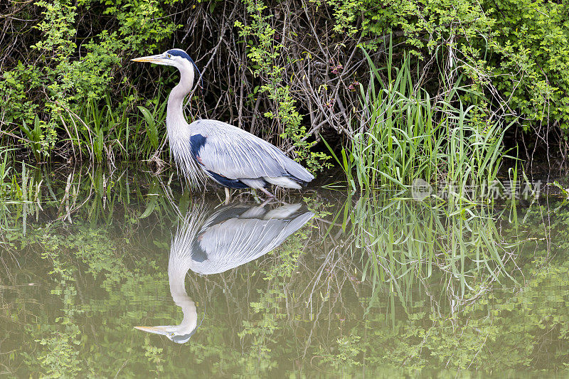 大蓝鹭(Ardea herodias)在繁殖羽毛的反射